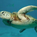 Zeeschildpad bij Great Barrier Reef